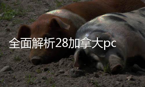 全面解析28加拿大pc预测准确率100%网站回，如何安全、高效地处理闲置28加拿大pc预测准确率100%网站